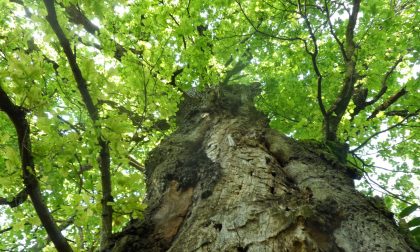 Due alberi cittadini hanno acquisito lo status di “Monumentalità”