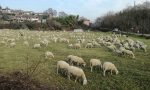 A curare il verde pubblico ci pensano... le pecore