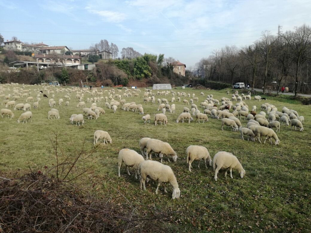 A curare il verde pubblico ci pensano… le pecore