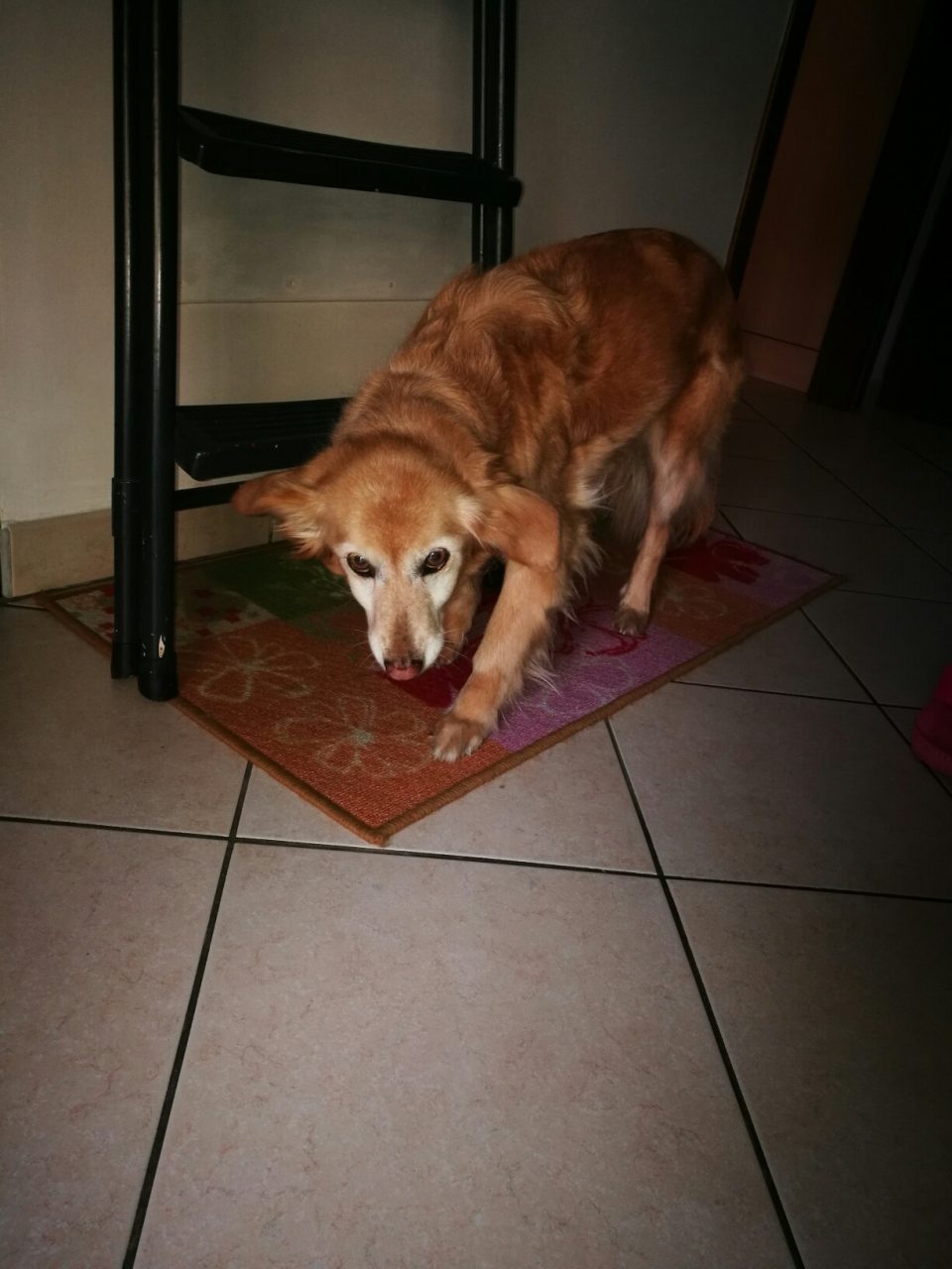 I ladri in casa mentre cenano cacciati dal cagnolino
