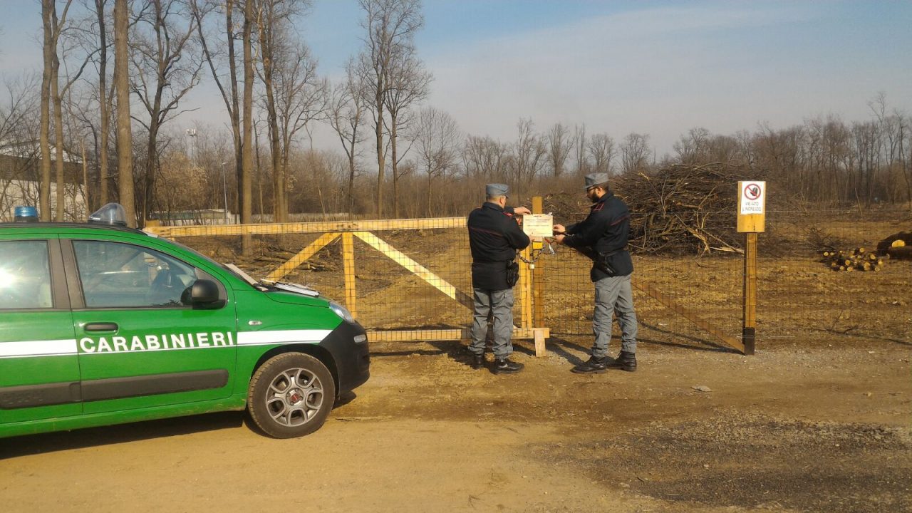 Bosco tagliato e distrutto: cantiere sotto sequestro