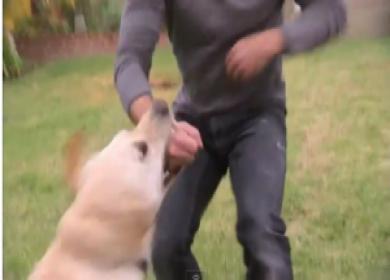 Azzannato al braccio dal suo cane di grossa taglia