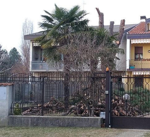 Precipita da due metri d’altezza mentre sta potando una pianta