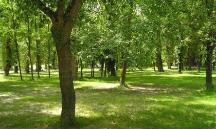 Progetto ForestaMi: 4.115 alberi e arbusti a Gaggiano