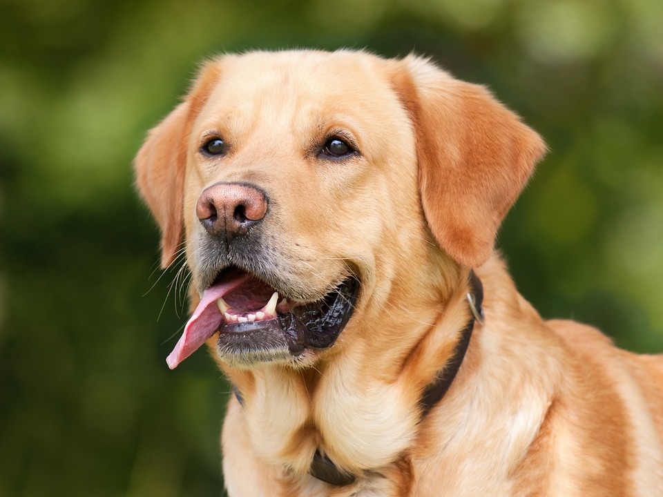 Bimba azzannata da un labrador