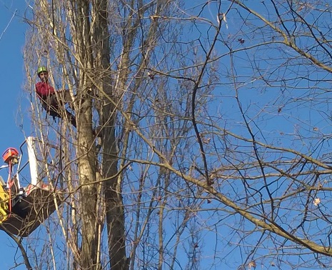 Viale Toselli carreggiata ristretta per lavori di potatura