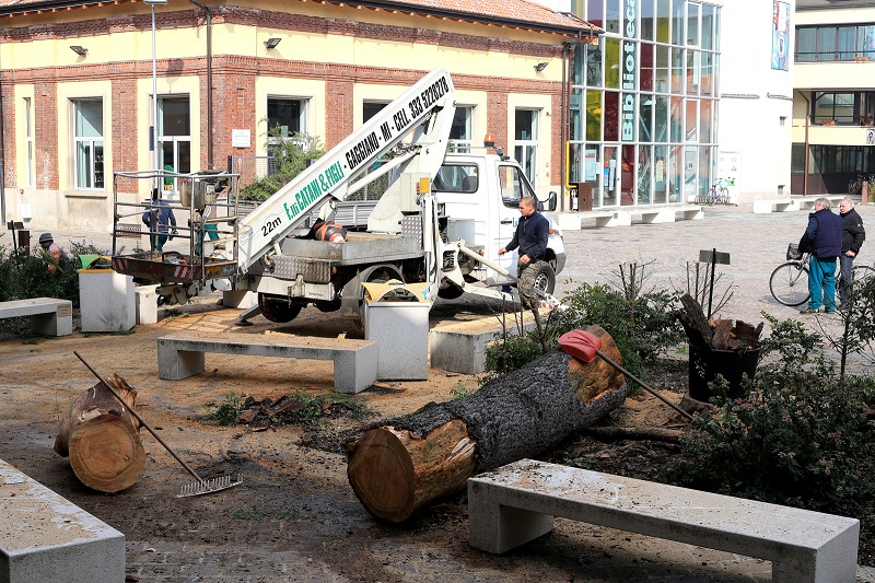 Gaggiano, abbattuti i due cedri in piazza Daccò: è polemica