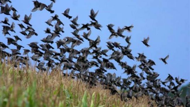 “Gli uccelli danneggiano le vigne” e l’assessore regionale rilancia la caccia in Lombardia