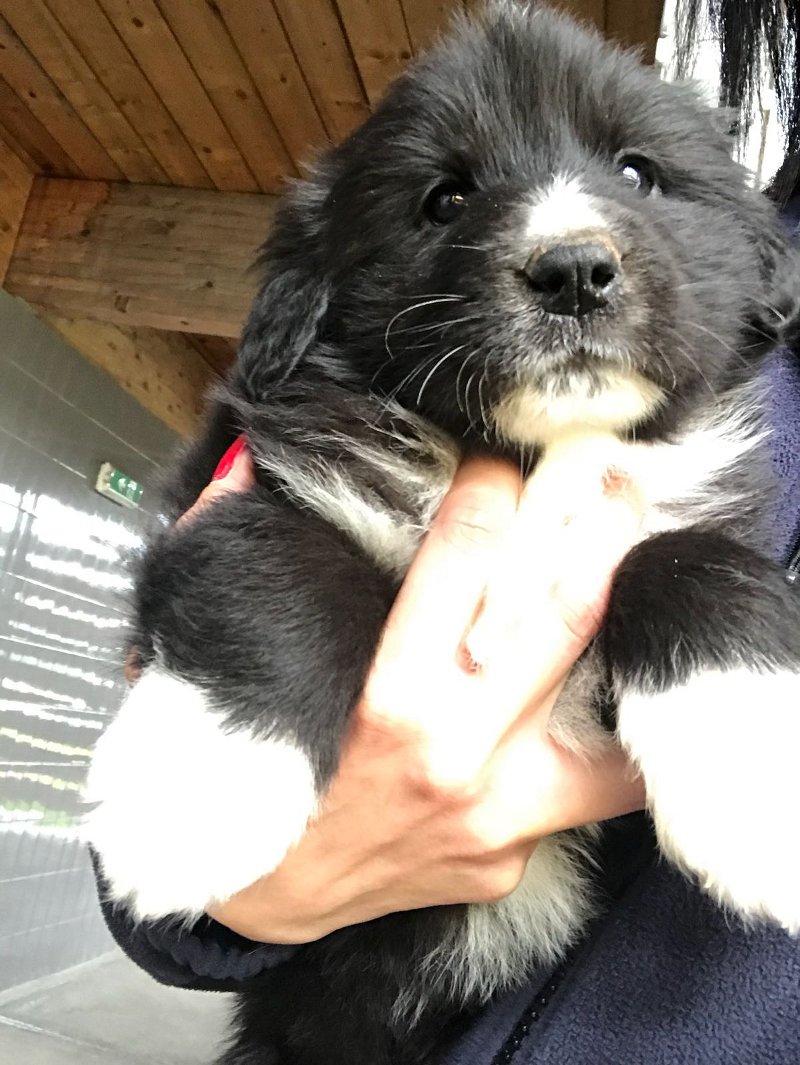 Cuccioli abbandonati in sacchetti neri sulla Tangenziale Ovest FOTO