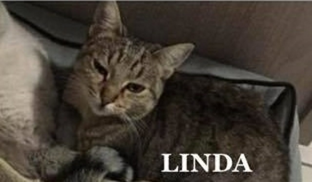 Esplosione Rescaldina, trovato gatto di uno dei sopravvissuti
