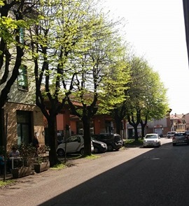 S. Vittore Olona, via Matteotti: “Mobilitiamoci contro il taglio degli alberi”
