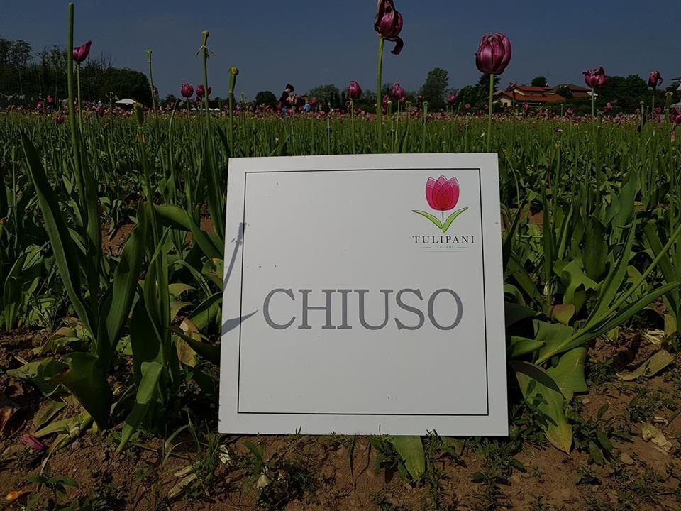 Chiuso il campo di tulipani a Cornaredo