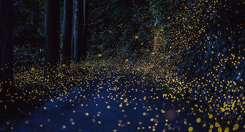 Lucciole, “Notti magiche” al Bosco dei 100 Passi di Gaggiano