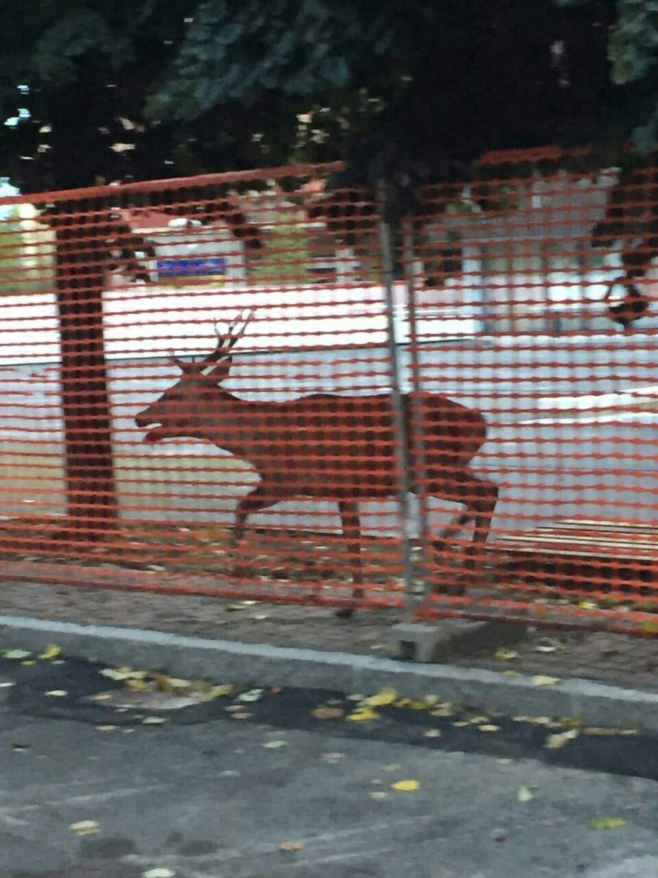 Cervo per strada a Milano, catturato e portato al Wwf di Vanzago