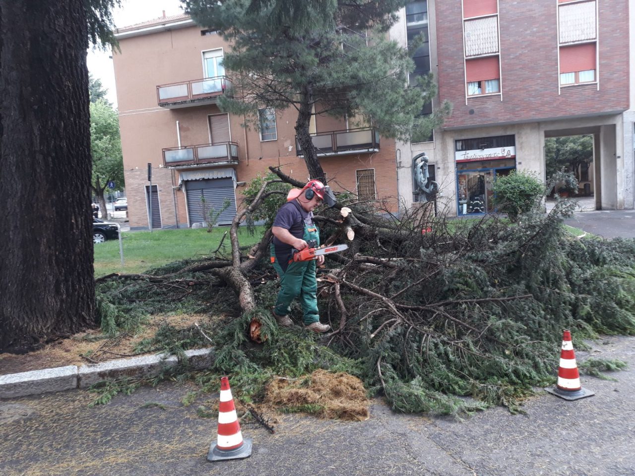 Temporale su Cislago: cade un albero in piazza