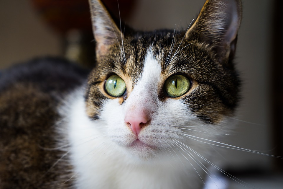 Pulci e zecche: come affrontare i nemici dei nostri animali