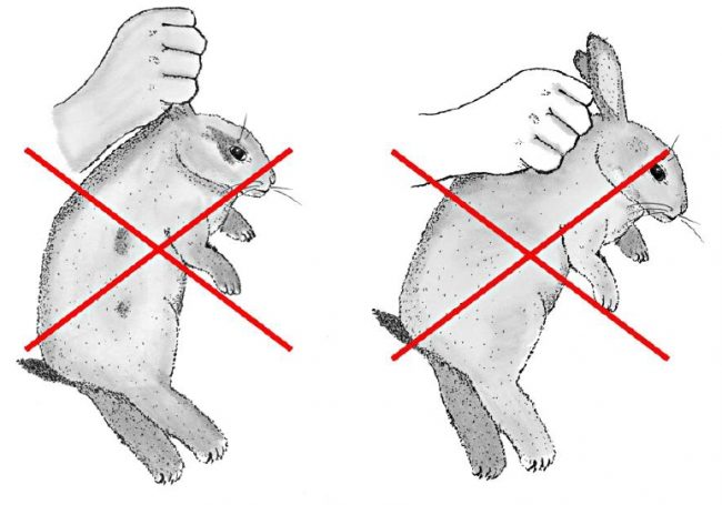 Conigli presi per le orecchie e calci ai cani: Enpa insorge