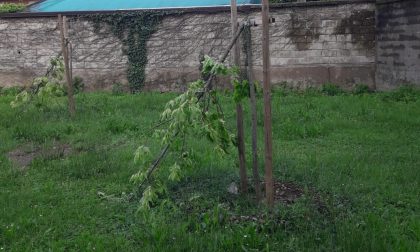 S.Vittore, vandali ai giardinetti di via Roma