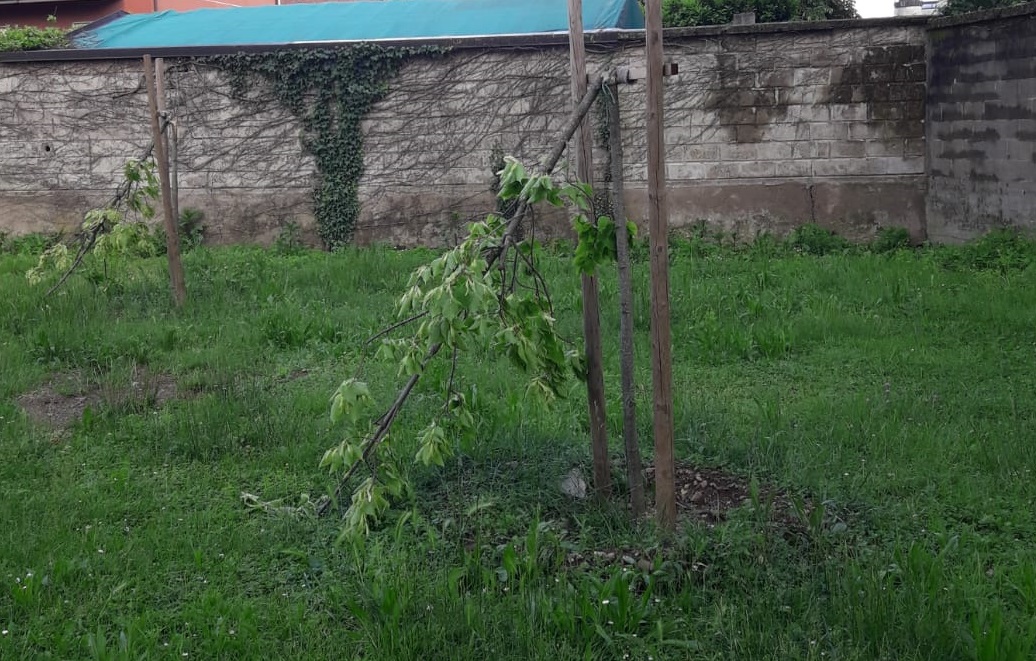 S.Vittore, vandali ai giardinetti di via Roma