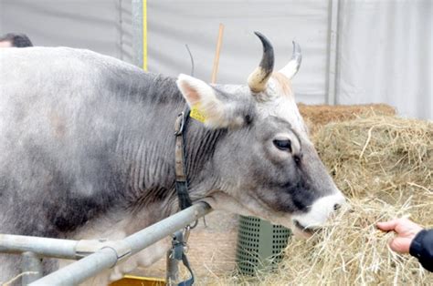 Zootecnica, taglio del nastro col Governo gialloverde