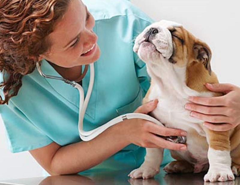 Salute a quattro zampe: corso con il veterinario a Gudo Visconti