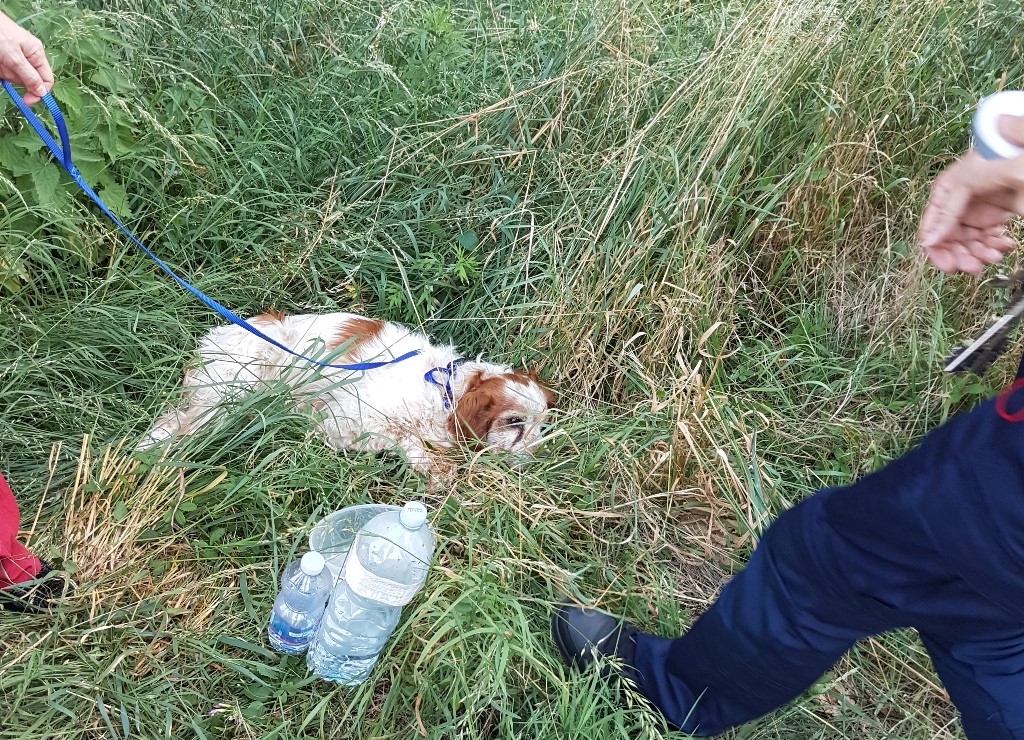 Cane investito a Castano: interviene la Polizia locale