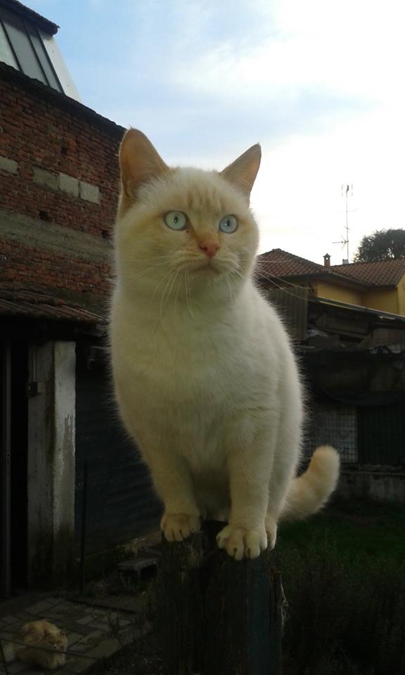 Gatto smarrito, si cercano notizie su Minou