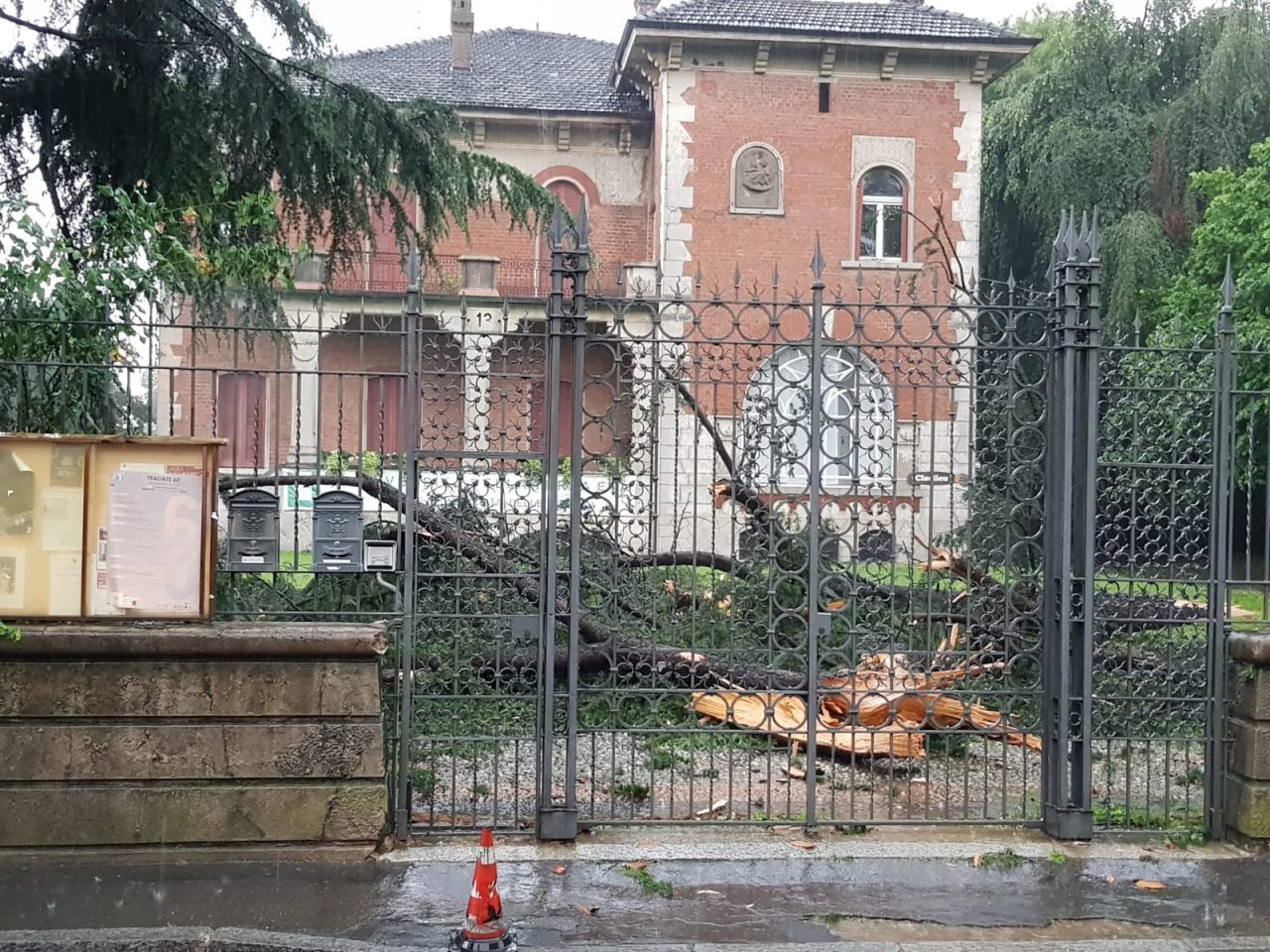 Bomba d’acqua, crolla il pino secolare dell’ex biblioteca
