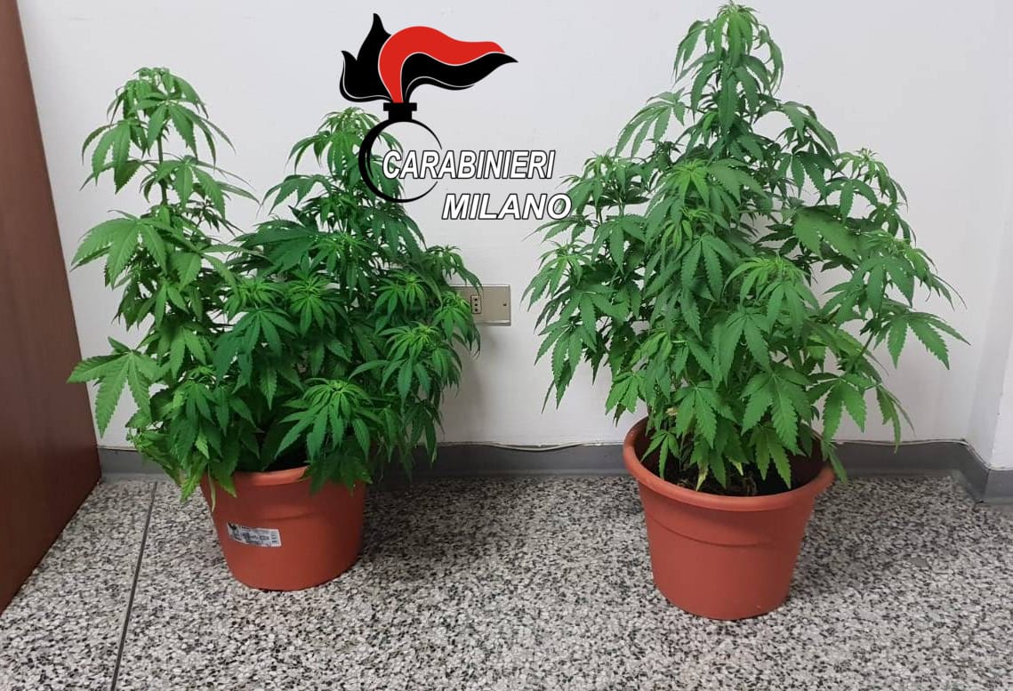 Dosi in tasca e piante di cannabis in casa: denunciato 20enne