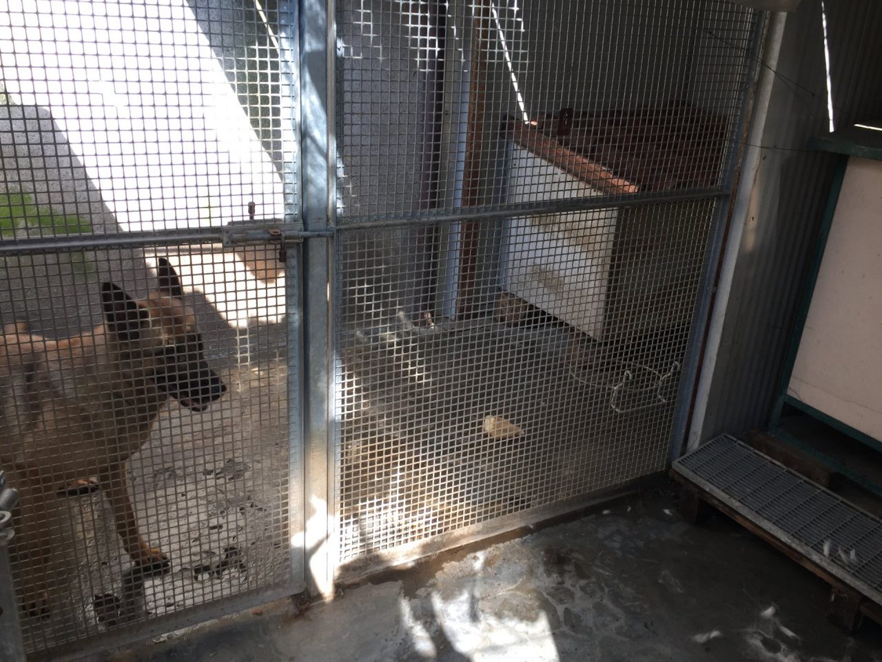 Denunciata una 50enne per maltrattamenti sugli animali