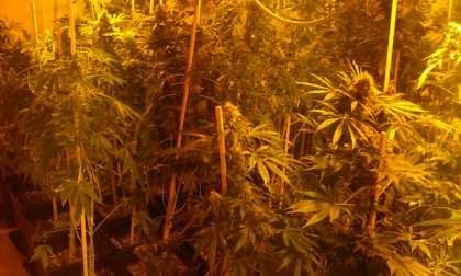 Coltivavano 87 piante di marijuana in casa: arrestati