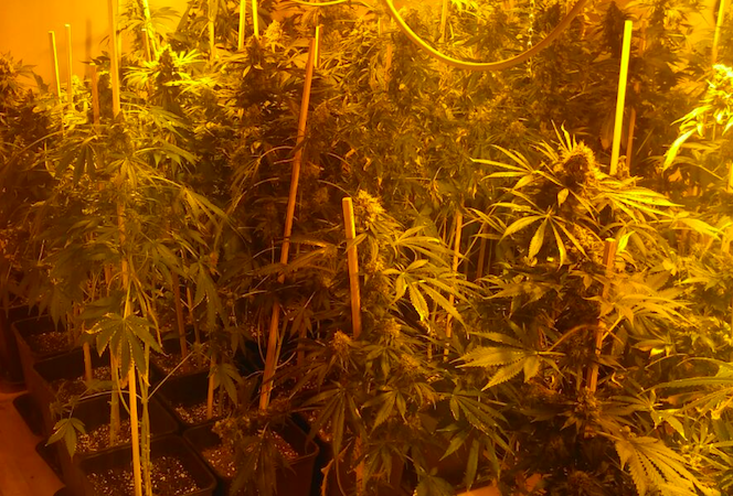 Coltivavano 87 piante di marijuana in casa: arrestati