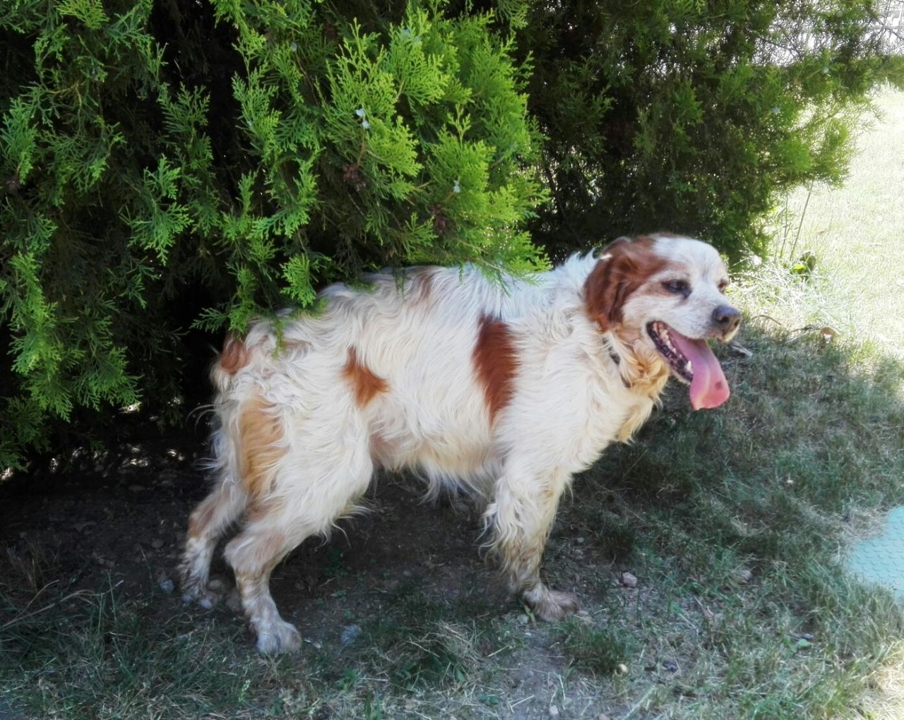 Cane investito a Castano, l’animale sta bene