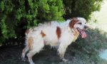 Cane investito a Castano, l'animale sta bene