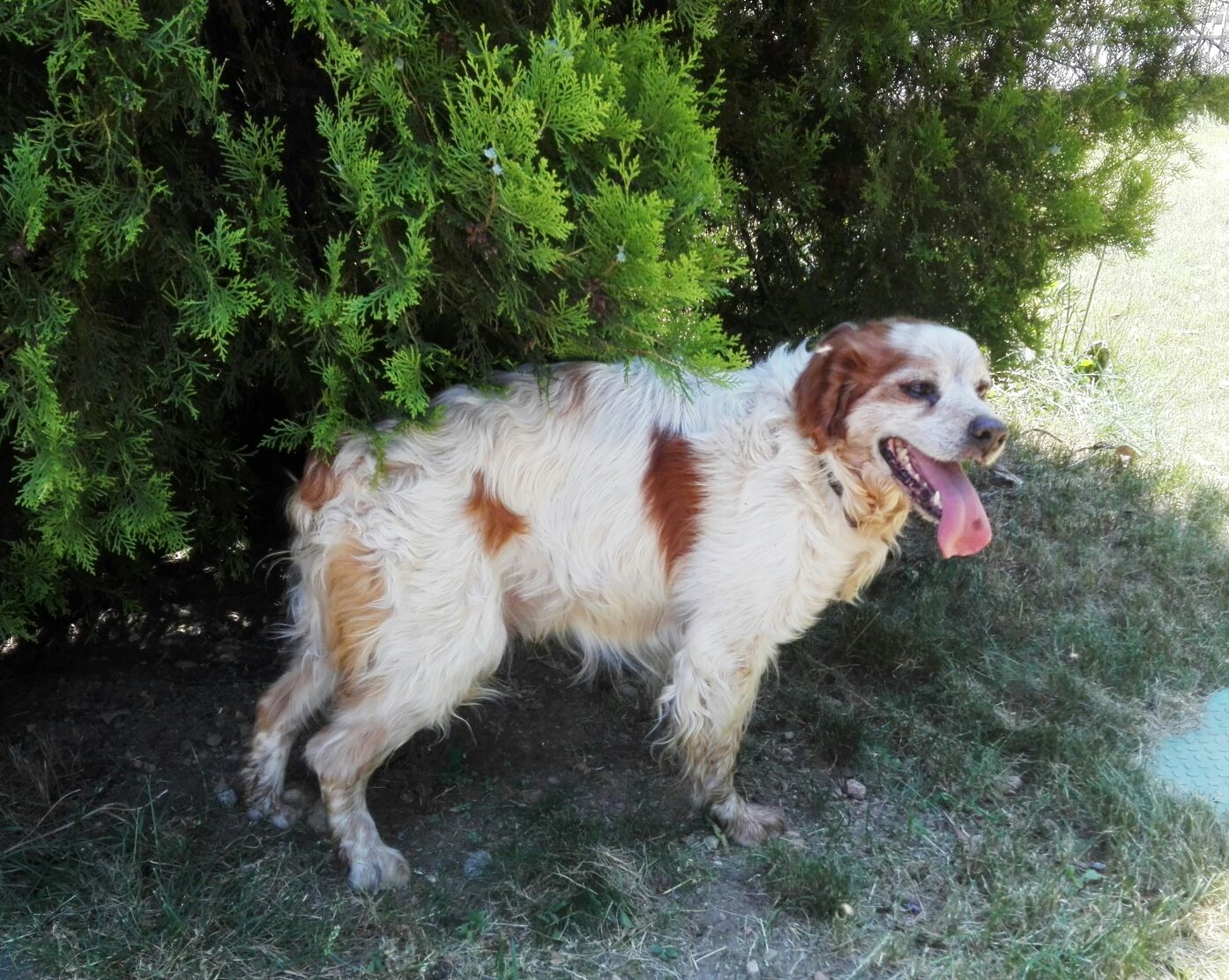 Castano Prmo, il cane investito sta bene