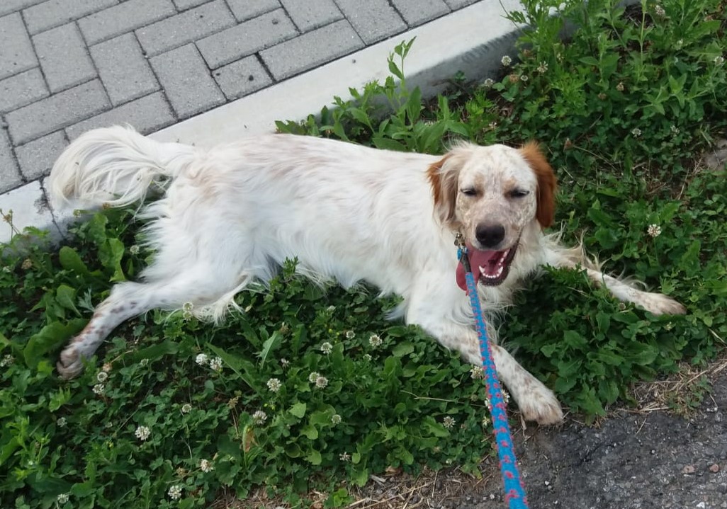Convegno cani un incontro a Saronno per parlare dei diritti