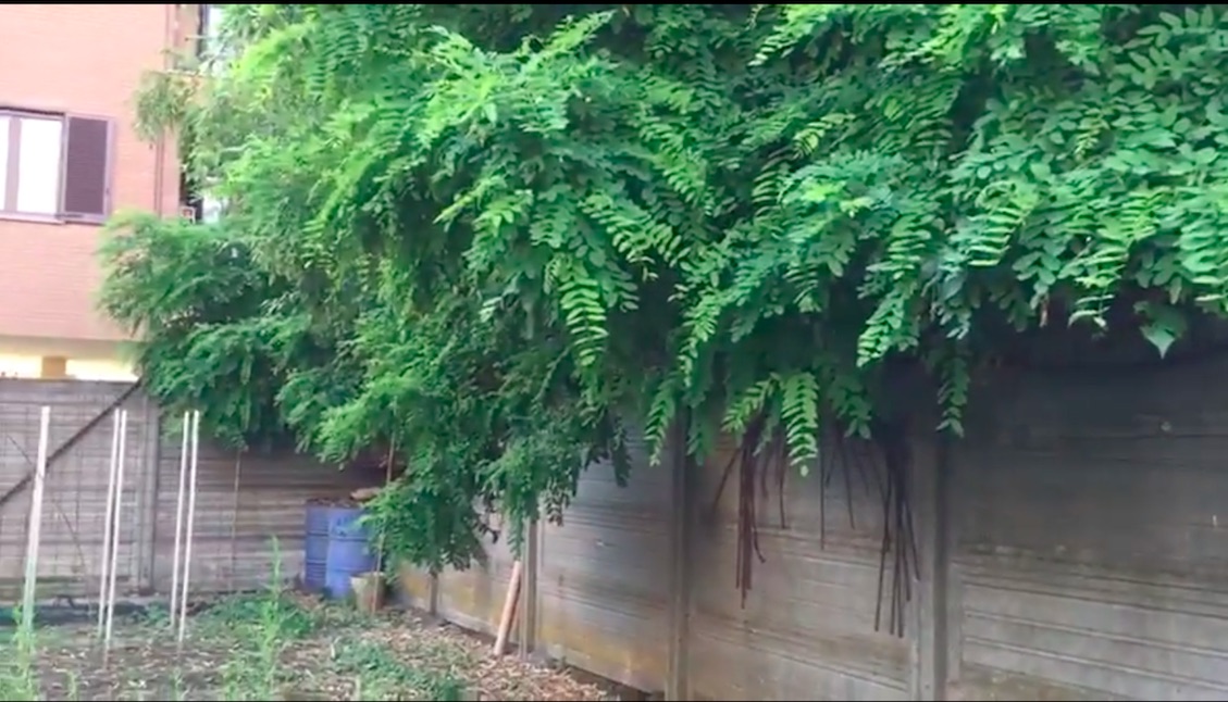 Benvenuti nella giungla di Cornaredo VIDEO