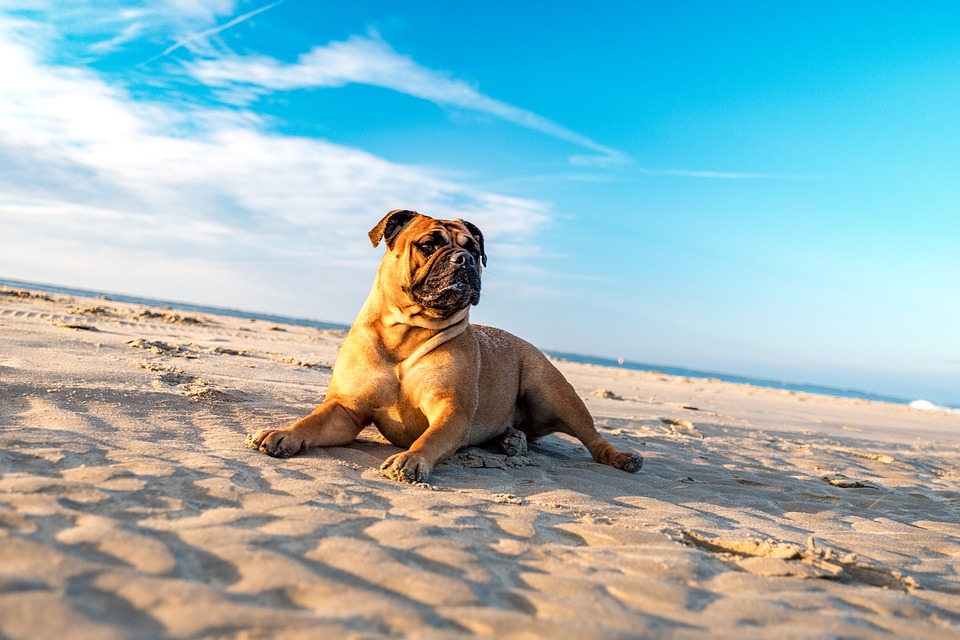Vacanze con il cane, i consigli per un viaggio perfetto