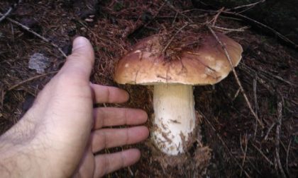 Apre la stagione dei funghi, incontro in Frera