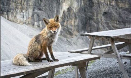 La volpe Foxy torna sui social