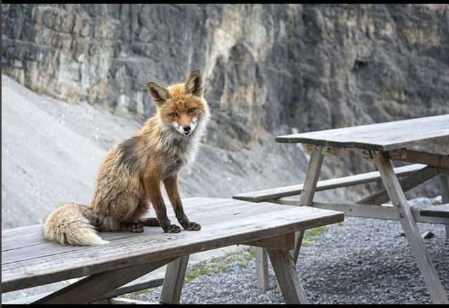 La volpe Foxy torna sui social