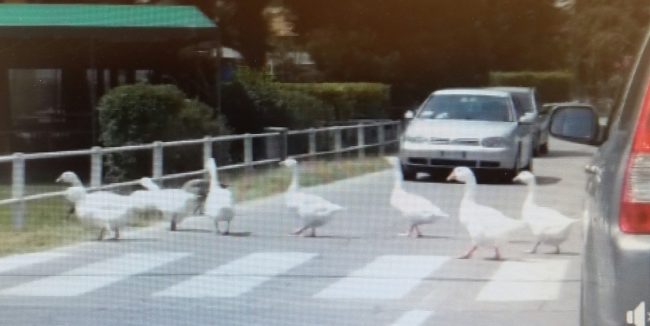 Oche attraversano la strada sulle strisce pedonali e il video diventa virale