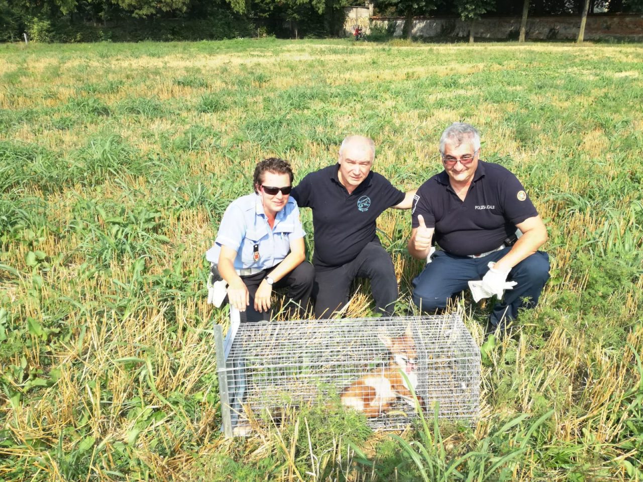 Cucciolo di volpe ferito salvato a Rho VIDEO DEL SOCCORSO