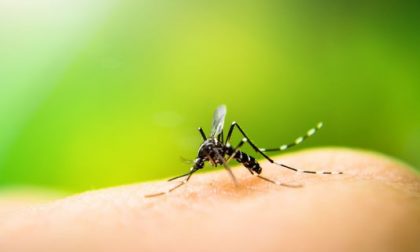 Dengue in città, al via il secondo trattamento di disinfestazione