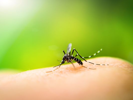 Virus West Nile: un inverunese ricoverato a Legnano