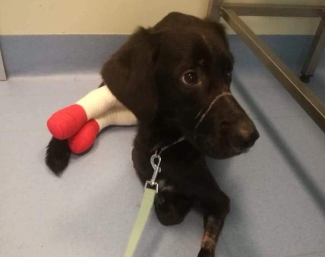 Maltrattato dai padroni, il cane Batman inizia una nuova vita a Cuggiono