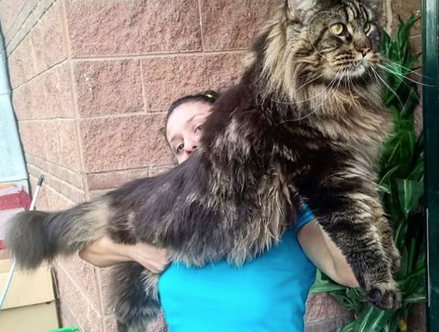 Il gatto più lungo del mondo è lombardo FOTO