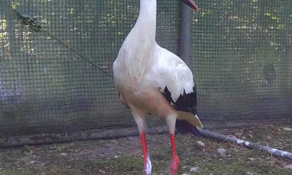 Una cicogna salvata alla "Fagiana"