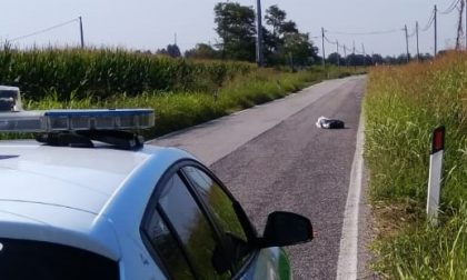 Ozzero, maiale morto abbandonato in mezzo alla strada