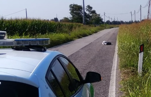 Ozzero, maiale morto abbandonato in mezzo alla strada